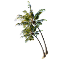 Summer Coconut On Tree The Beach PNG Image