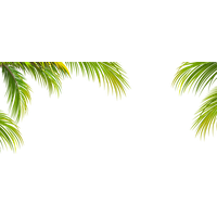 Coconut Leaf Tree Texture Arecaceae Green Border PNG Image