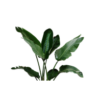 Irrigation Leaf Garden Leaves Watering Plant Tropical PNG Image