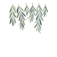 Olive Watercolor Painting Branch Willow Free Clipart HQ PNG Image