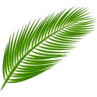 Arecaceae Palm Leaf Transparent PNG File HD PNG Image