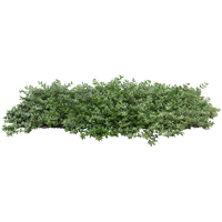 Bushes Plant Populus Nigra Tree Architecture Shrub PNG Image