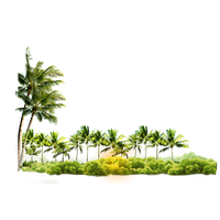 Arecaceae Coconut Tree Icon Free Photo PNG PNG Image