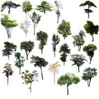 Adobe Material Tree Psd Trees Illustrator PNG Image