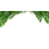 Leaf Euclidean Tree Arecaceae Vector Palm PNG Image
