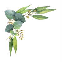 Eucalyptus Leaves Illustration Royalty-Free Watercolor Polyanthemos Painting PNG Image