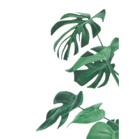 Botany Leaf Painting Leaves Illustration Watercolor Botanical PNG Image
