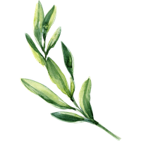 Watercolor Leaf Leaves Painting Green Download HQ PNG PNG Image