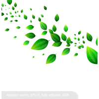 Leaf Leaves Material When Vector Green Fresh PNG Image
