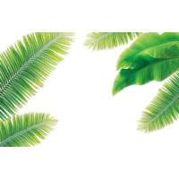 Arecaceae Coconut Leaf Leaves PNG File HD PNG Image