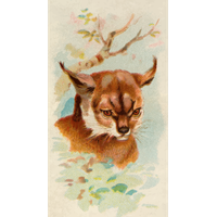 Lynx Image Man PNG Image