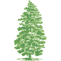 Download Pine Tree Category Png, Clipart and Icons | FreePngClipart