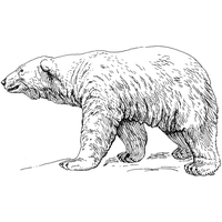 Download Polar Bear Black And White Png Images Clipart PNG Free ...