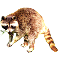 Download Raccoon Category Png, Clipart and Icons | FreePngClipart