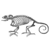 Vintage Strange Chameleon Skeleton Halloween The Florida PNG Image